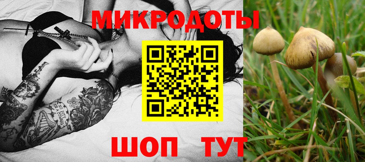 Псилоцибиновые грибы Psilocybe  Темрюк 